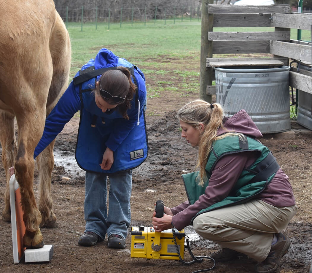 Veterinarian and assistant perfoming field radiology