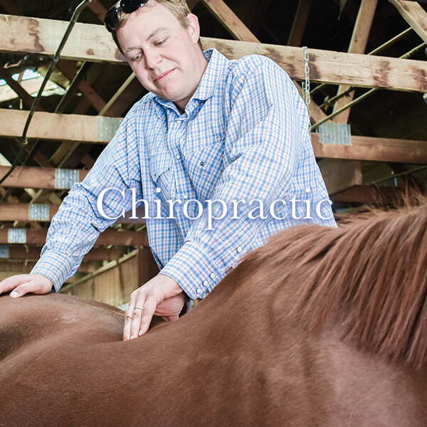 Dr Will French performing chiropracty on a horse