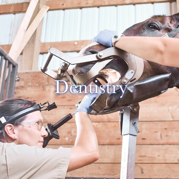 Veterinarian performing dentistry exam