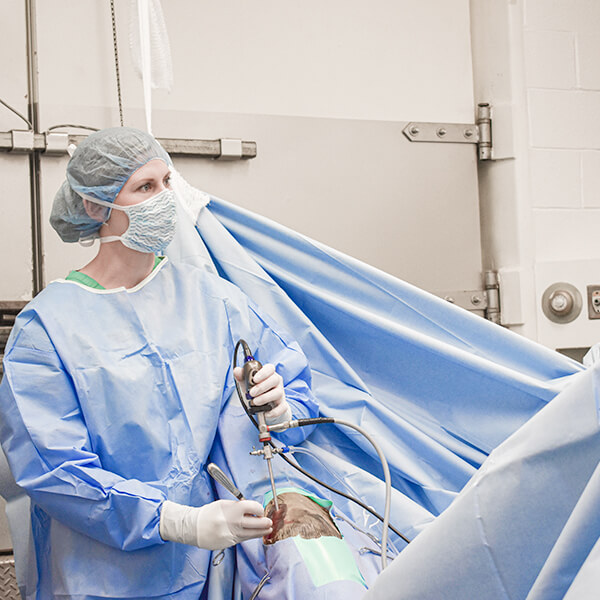 Surgery being performed on a horse